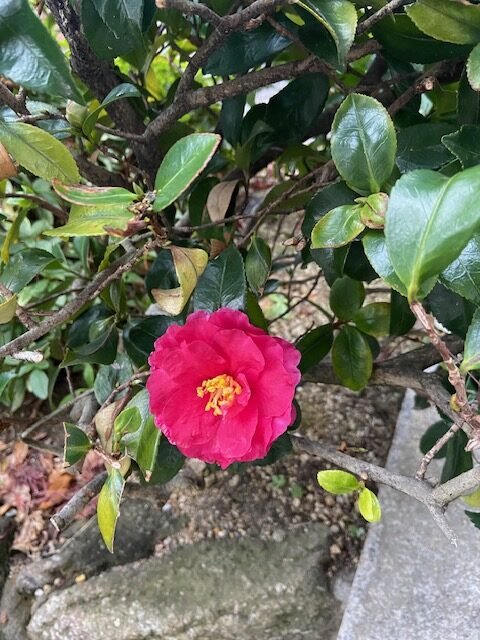 年末・年始お休みのお知らせ