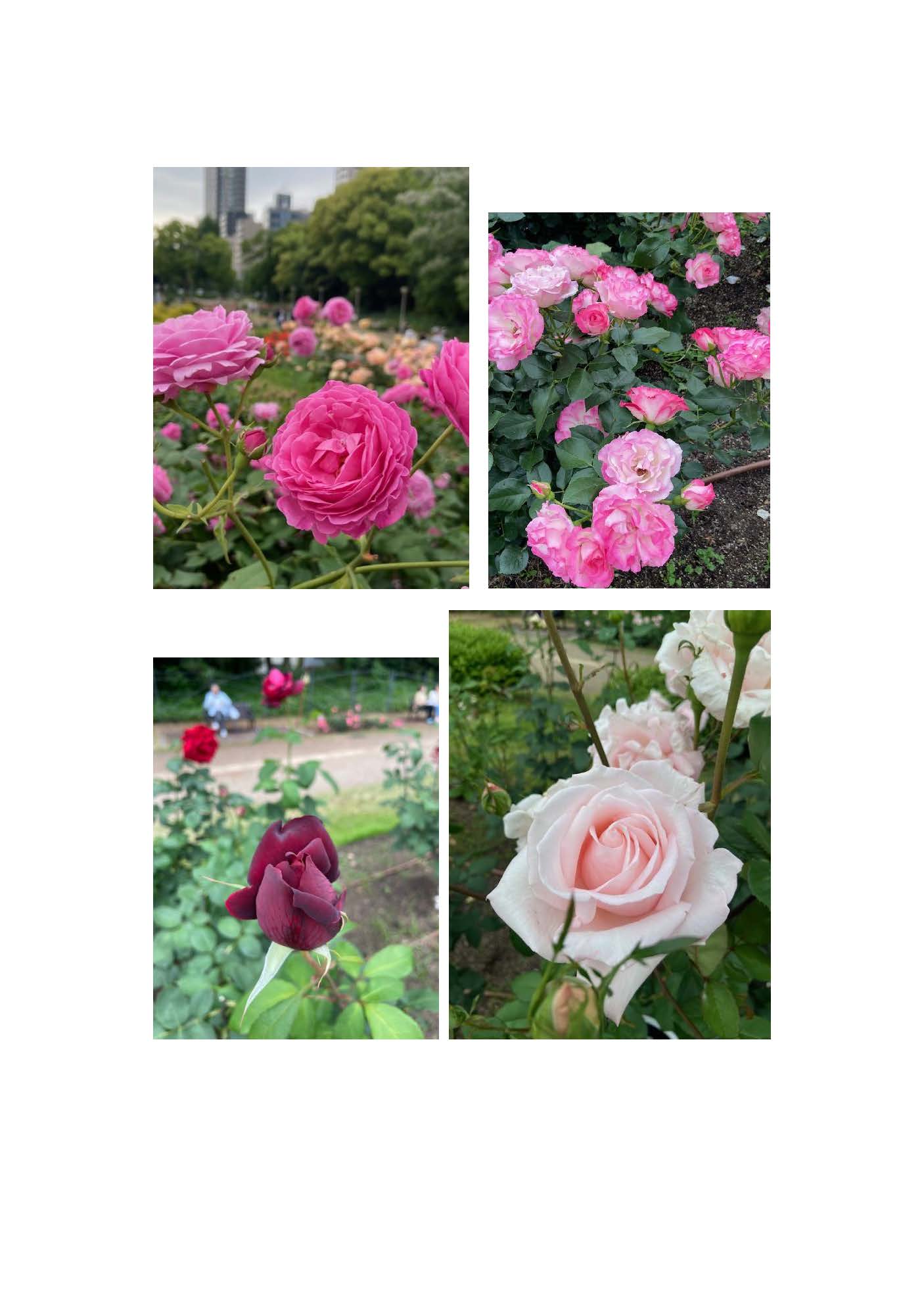 春薔薇満開です!