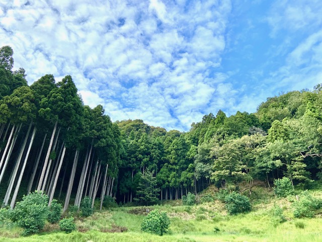 夏季休暇のお知らせ