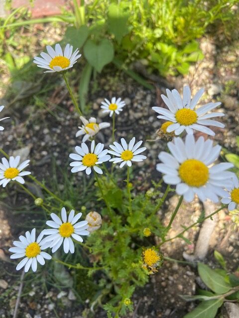 ゴールデンウィークのお休みについて